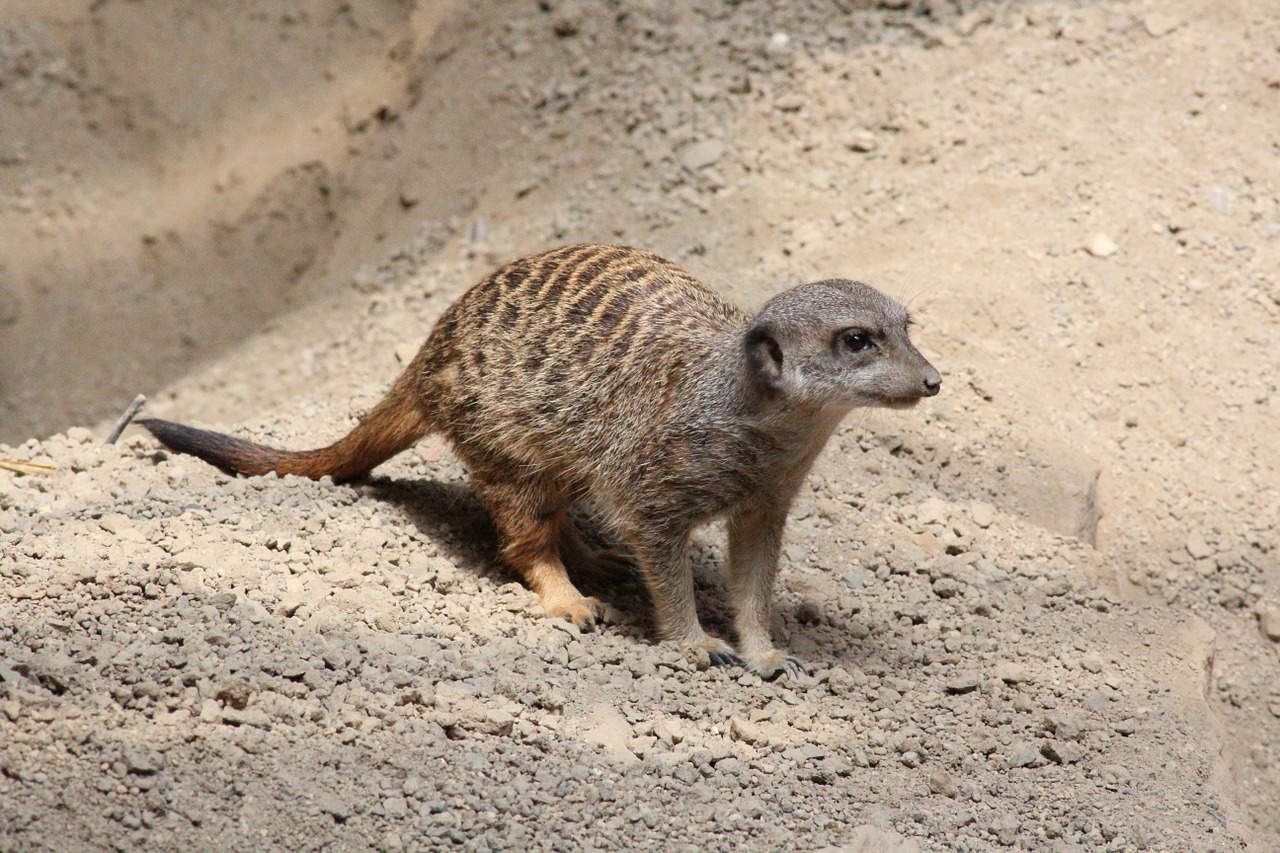 meerkat animals zoo free photo