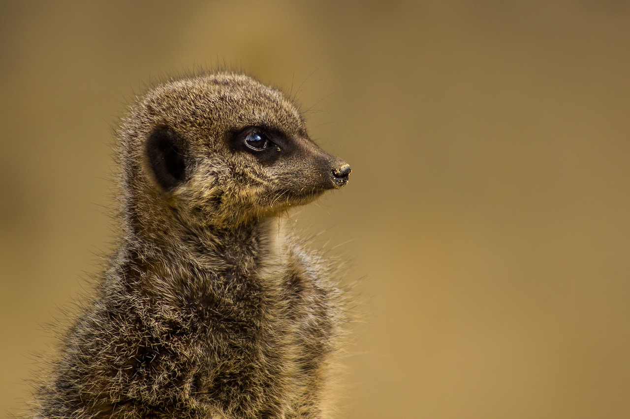 meerkat brown animal free photo