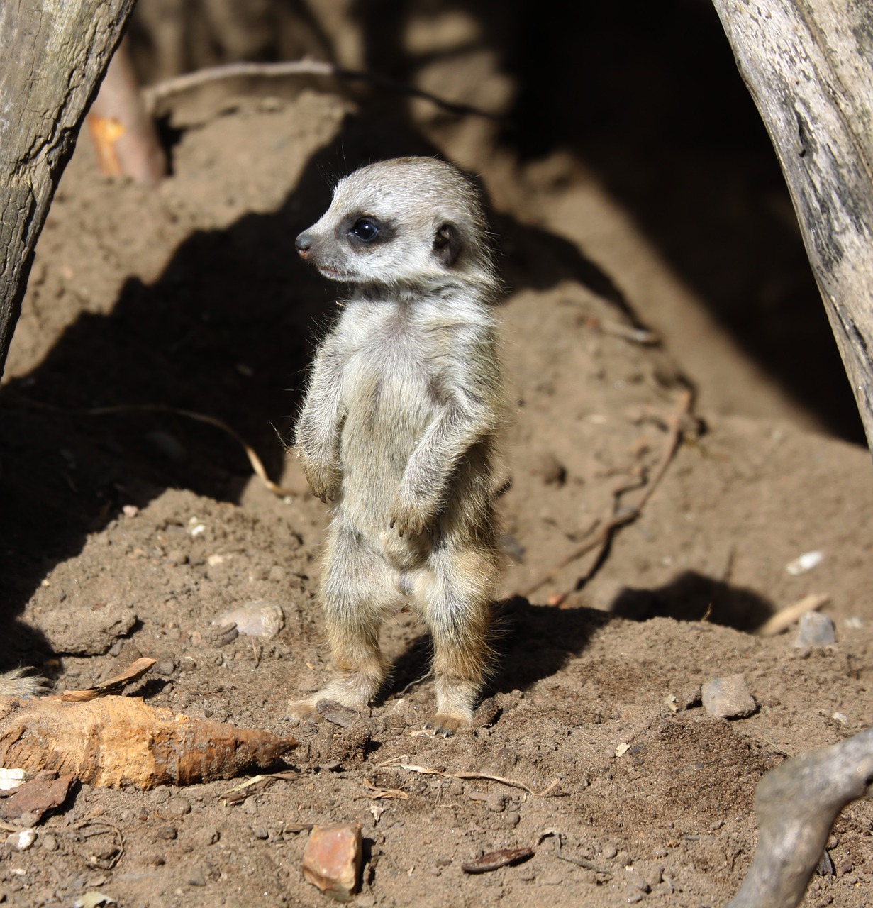 meerkat baby cute free photo