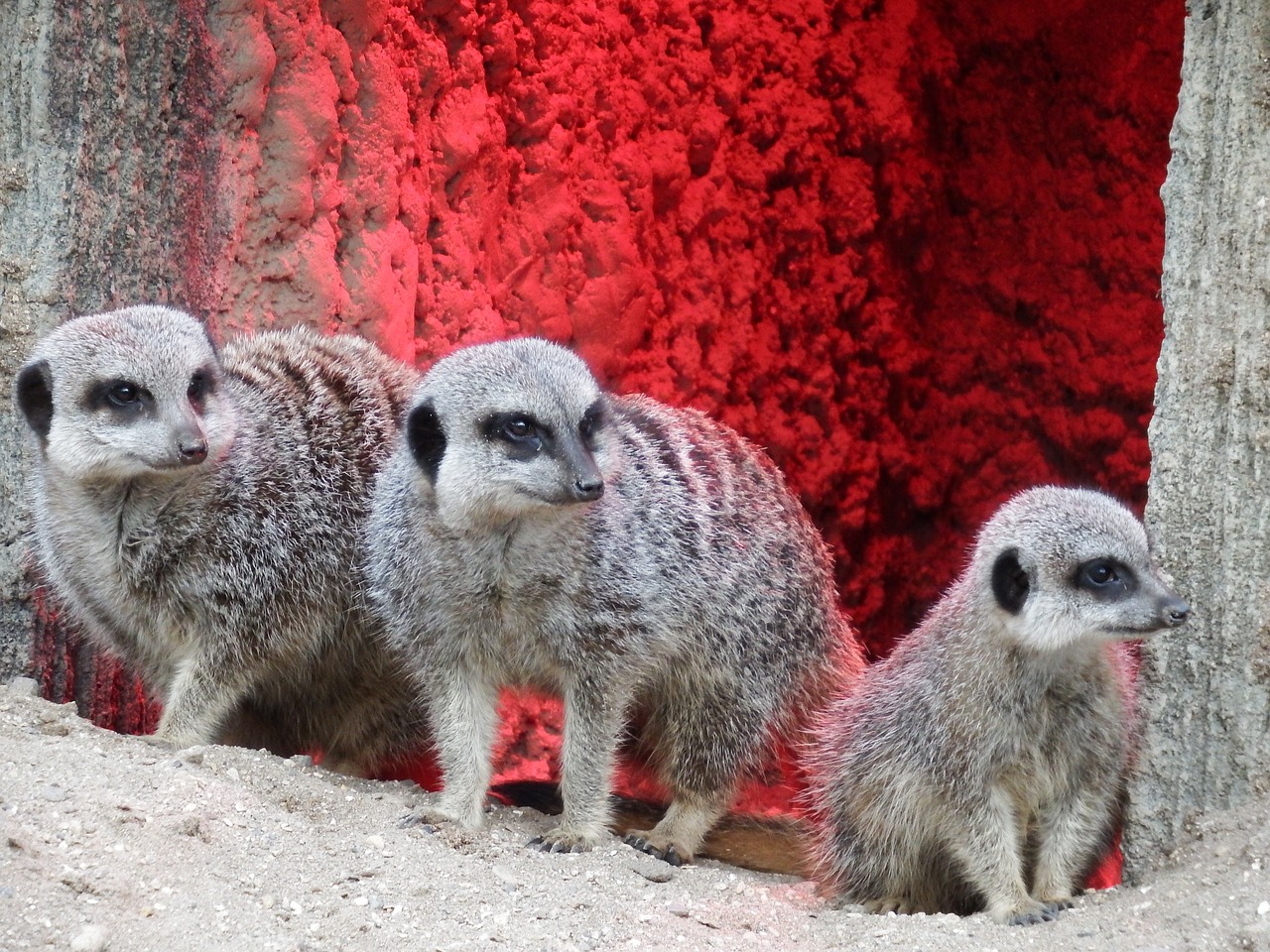 meerkat longleat zoo free photo