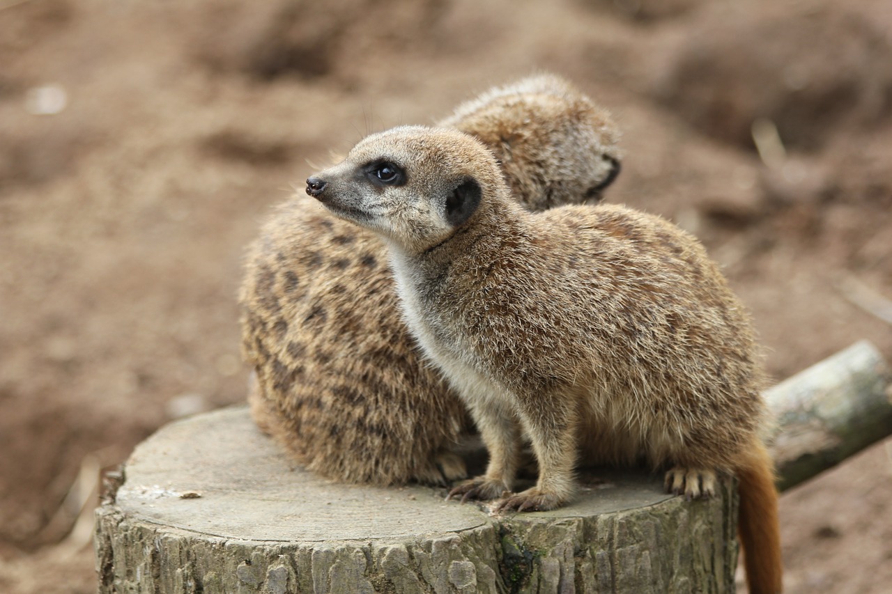 meerkat animal mammal free photo