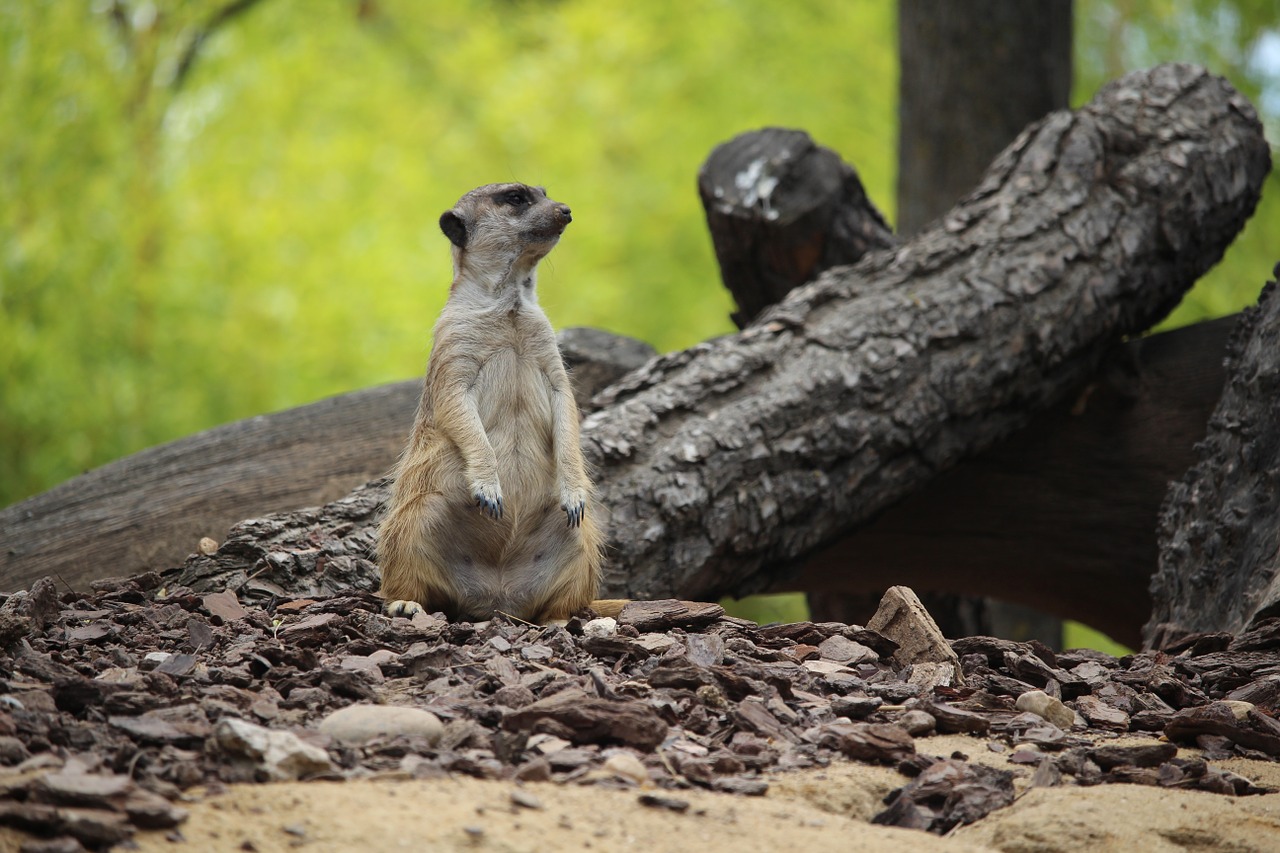 meerkat zoo animals free photo