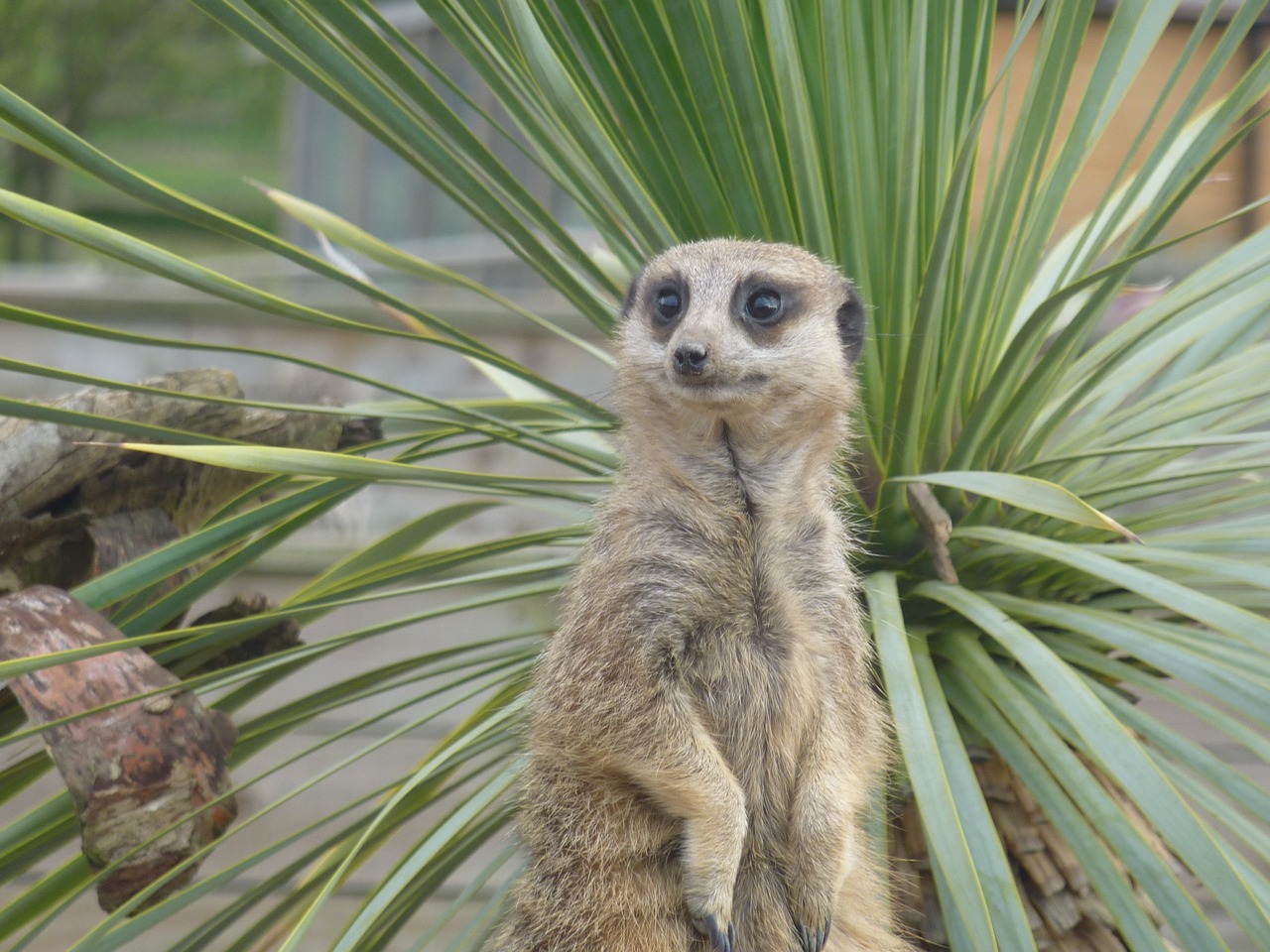 meerkat environment wildlife free photo