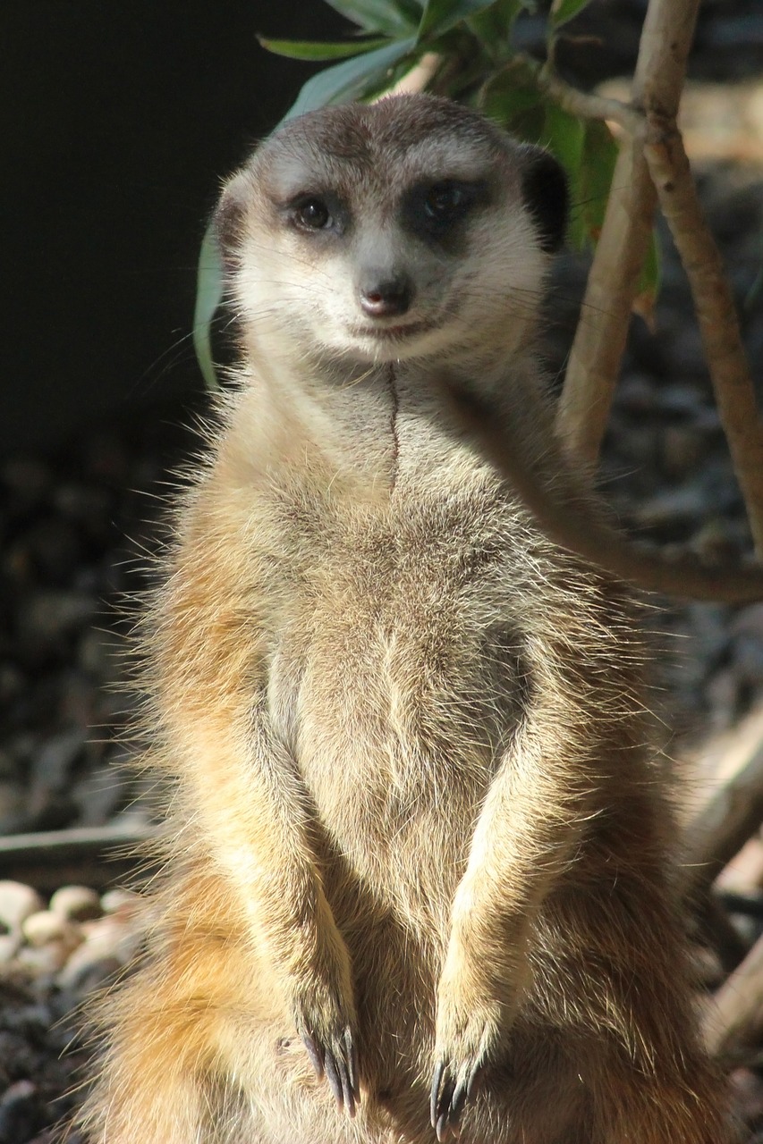 meerkat toronto zoo free photo