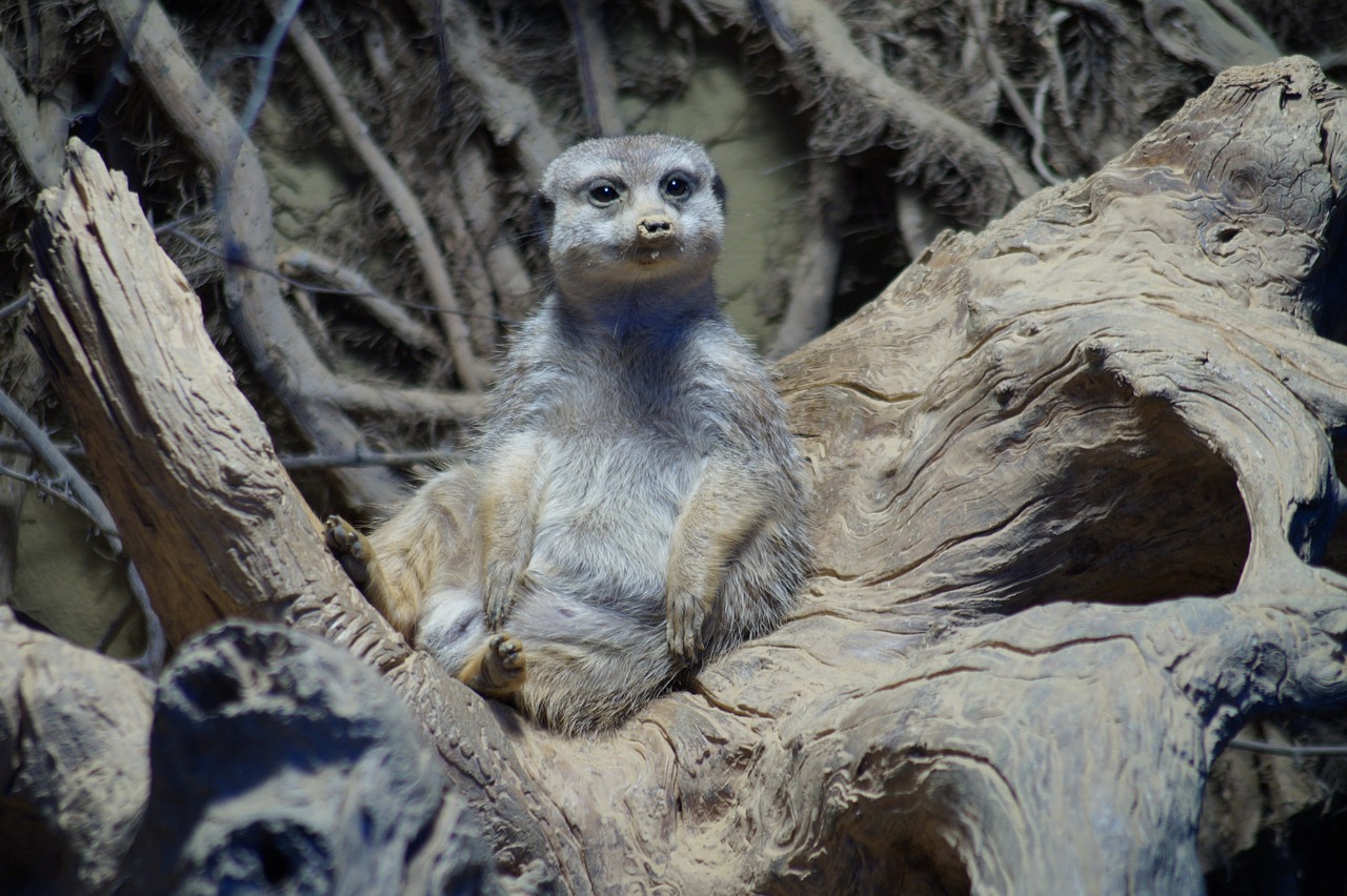 meerkat zoo nature free photo