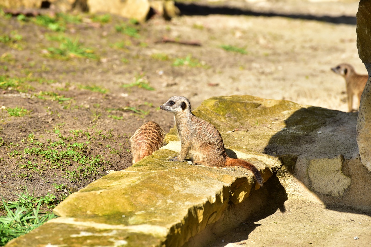 meerkat guards attention free photo