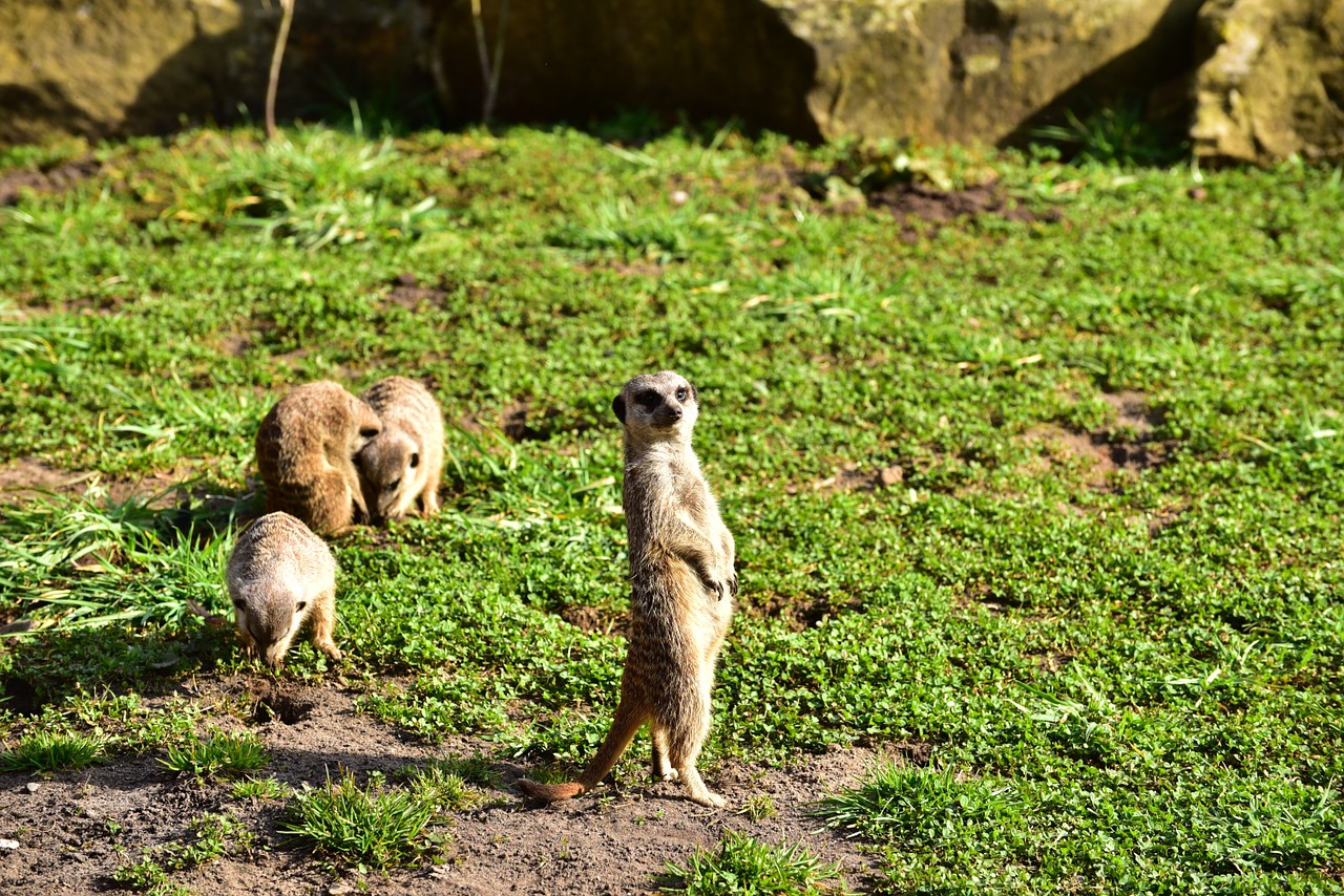 meerkat keep watch attention free photo