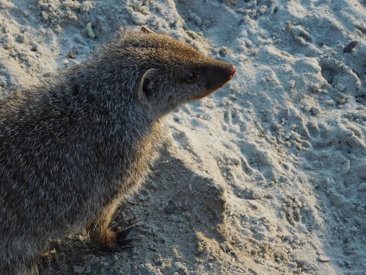 meerkat zoo animal free photo