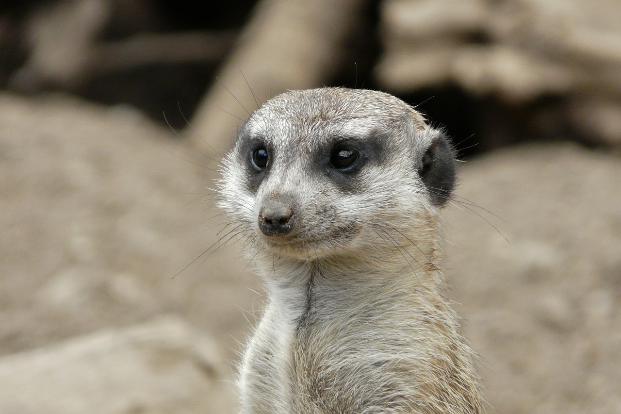 meerkat close head free photo