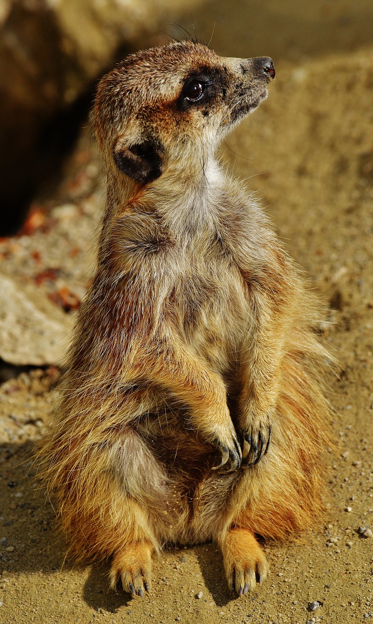 meerkat animal nature free photo