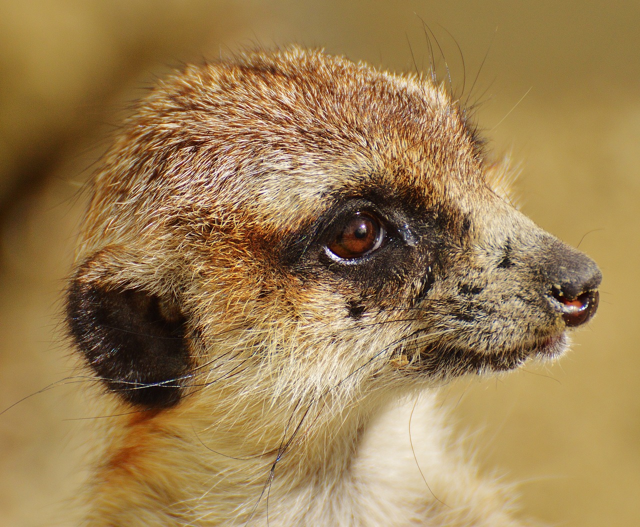 meerkat animal nature free photo