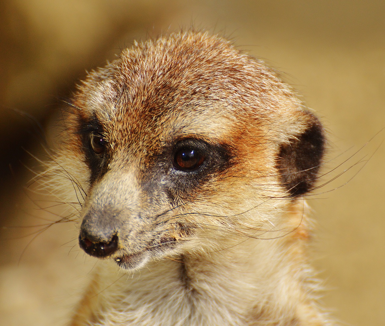 meerkat animal nature free photo