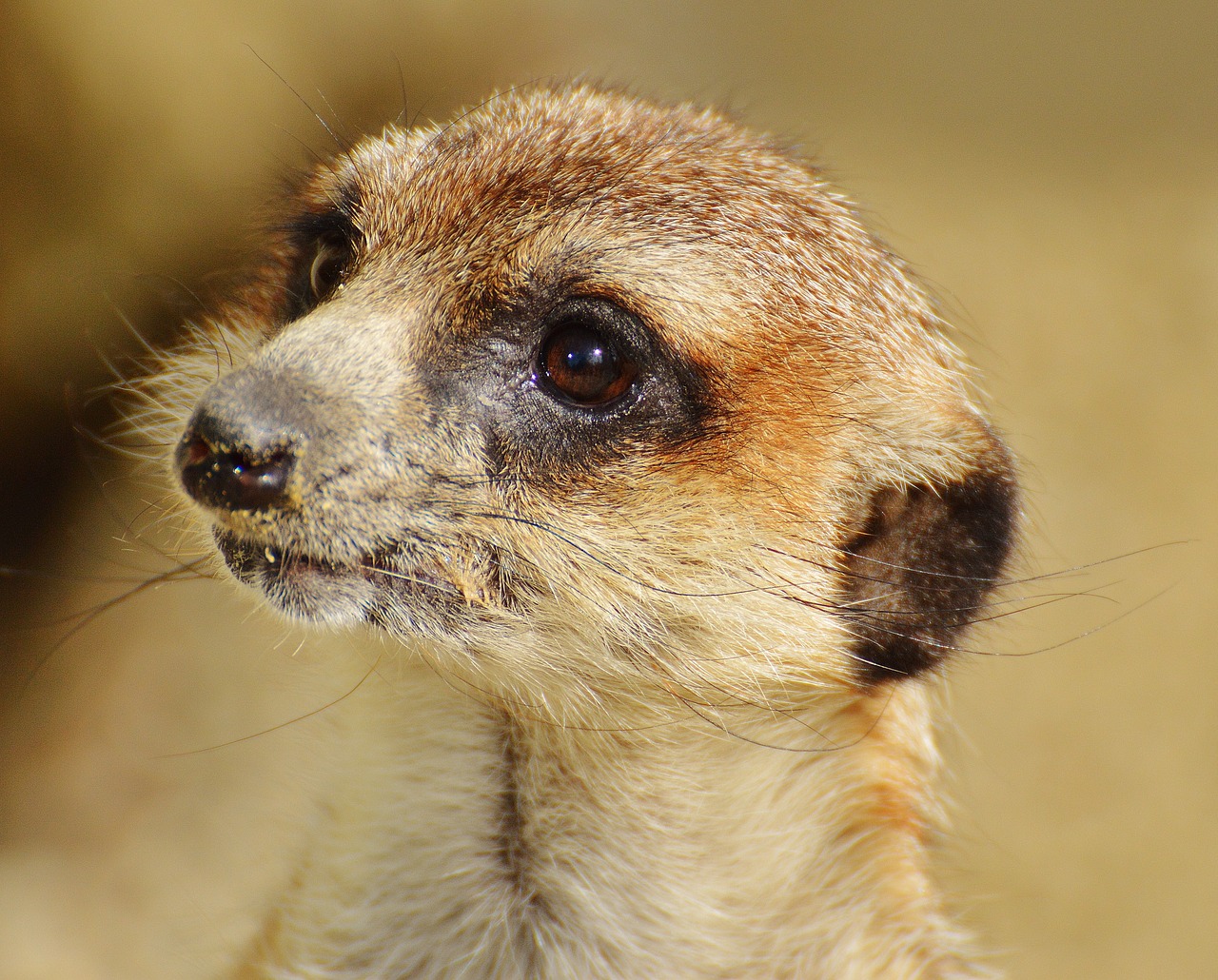 meerkat animal nature free photo