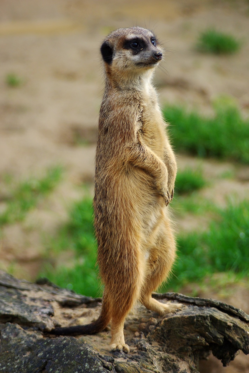 meerkat animal zoo free photo