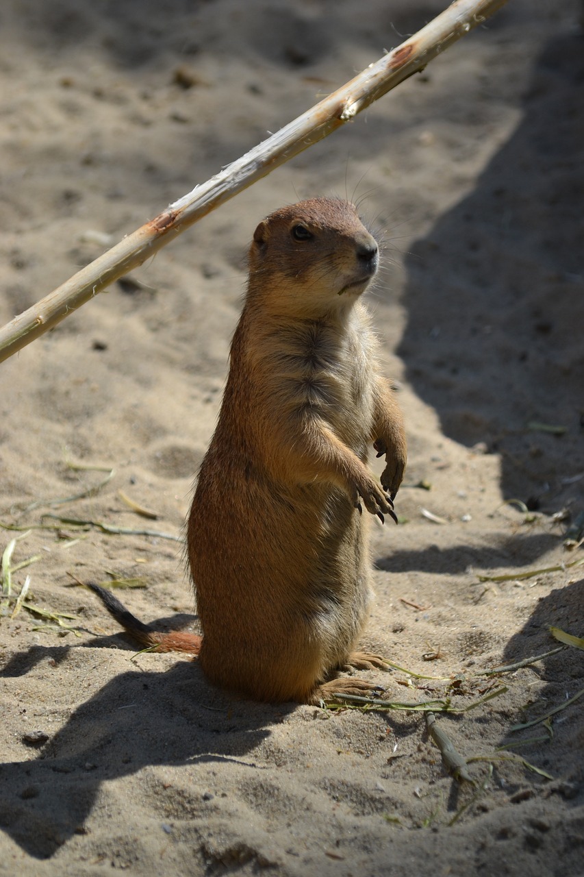 meerkat vigilant animal free photo