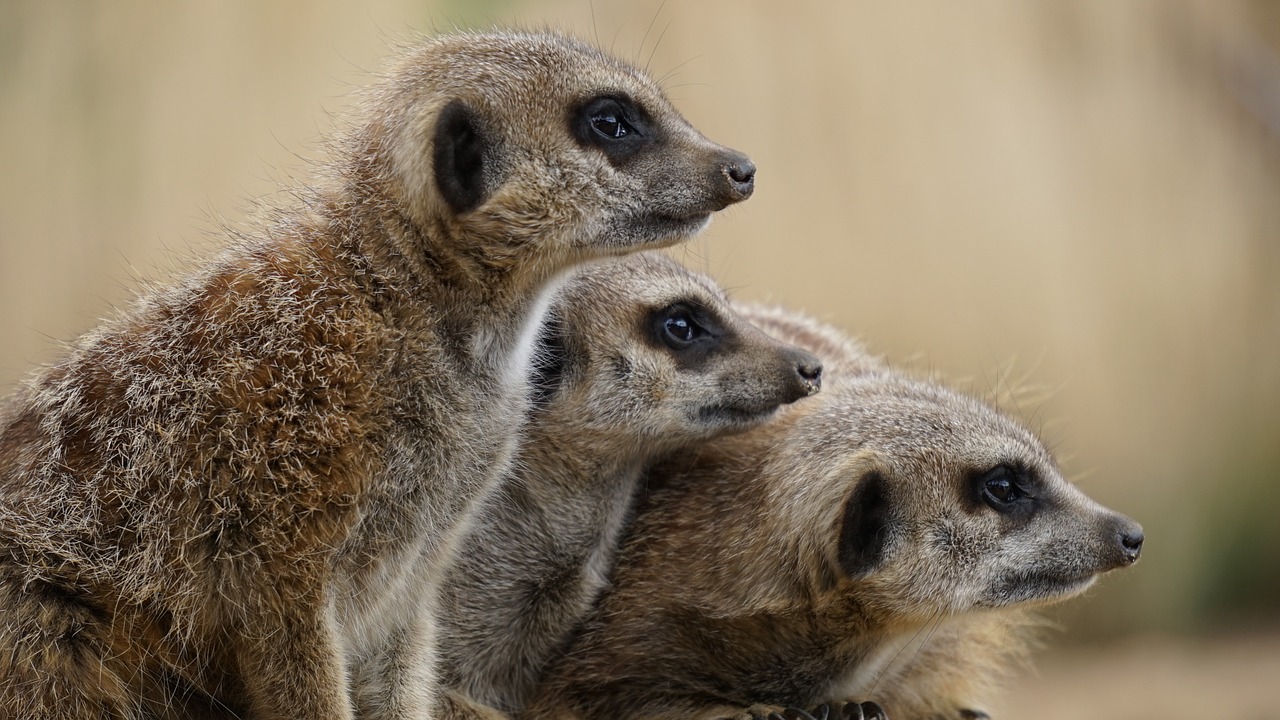 meerkat wild animal free photo