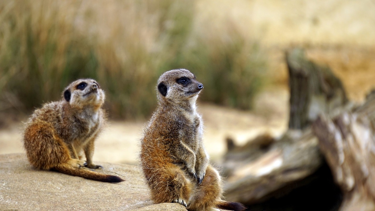 meerkat wild animal free photo