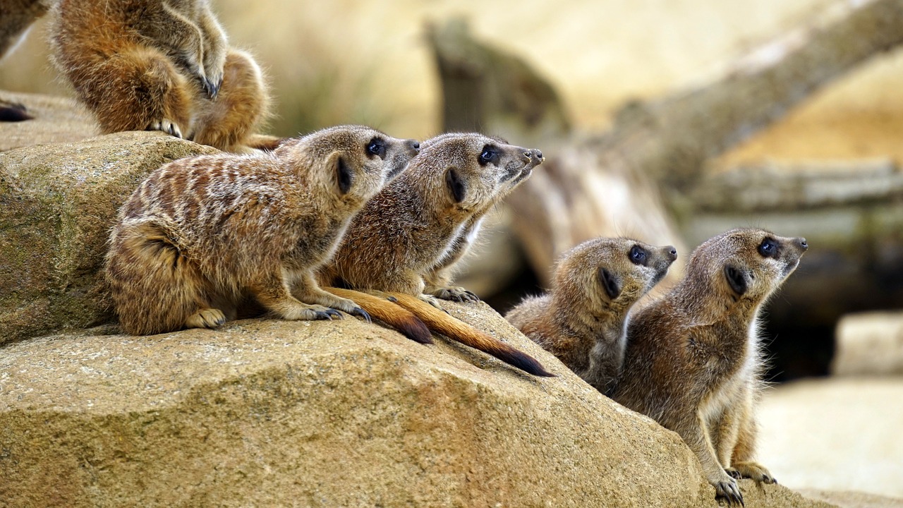 meerkat wild animal free photo