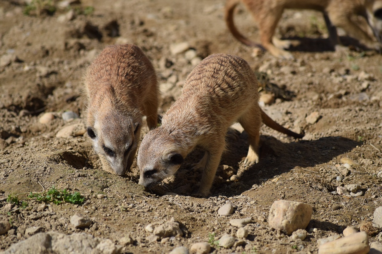 meerkat zoo animal free photo