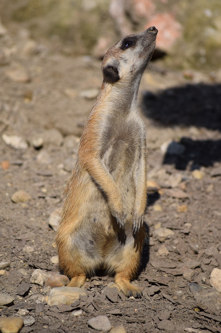 meerkat zoo animal free photo