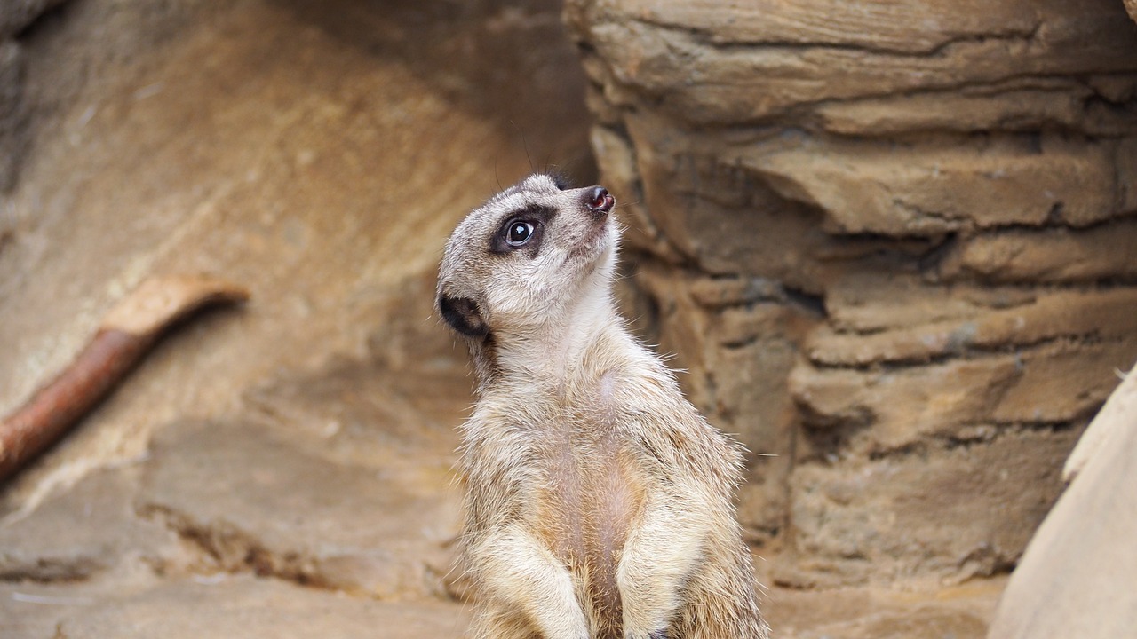 meerkat african meerkat animal free photo