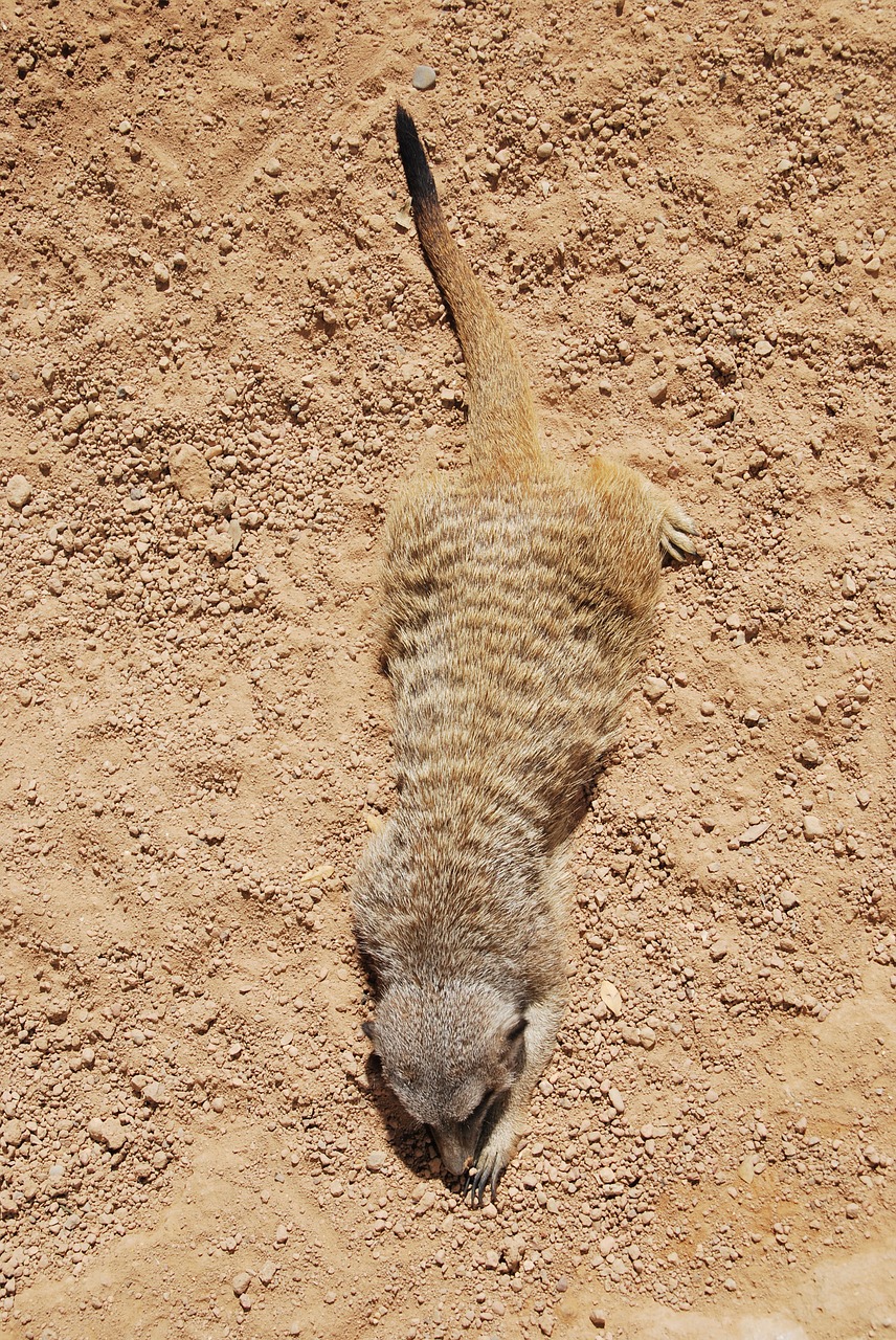 meerkat animal laying free photo