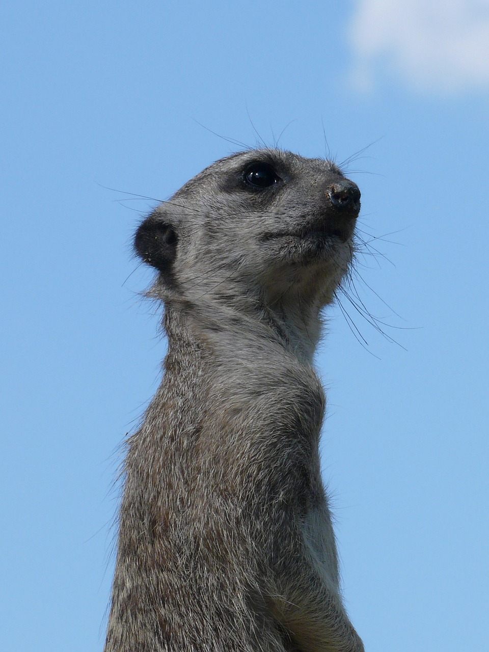 meerkat zoo animal free photo