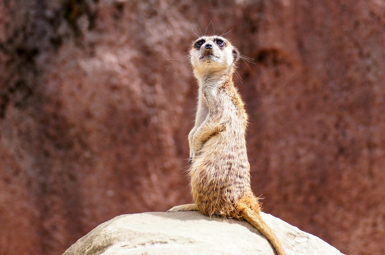 meerkat animal nature free photo