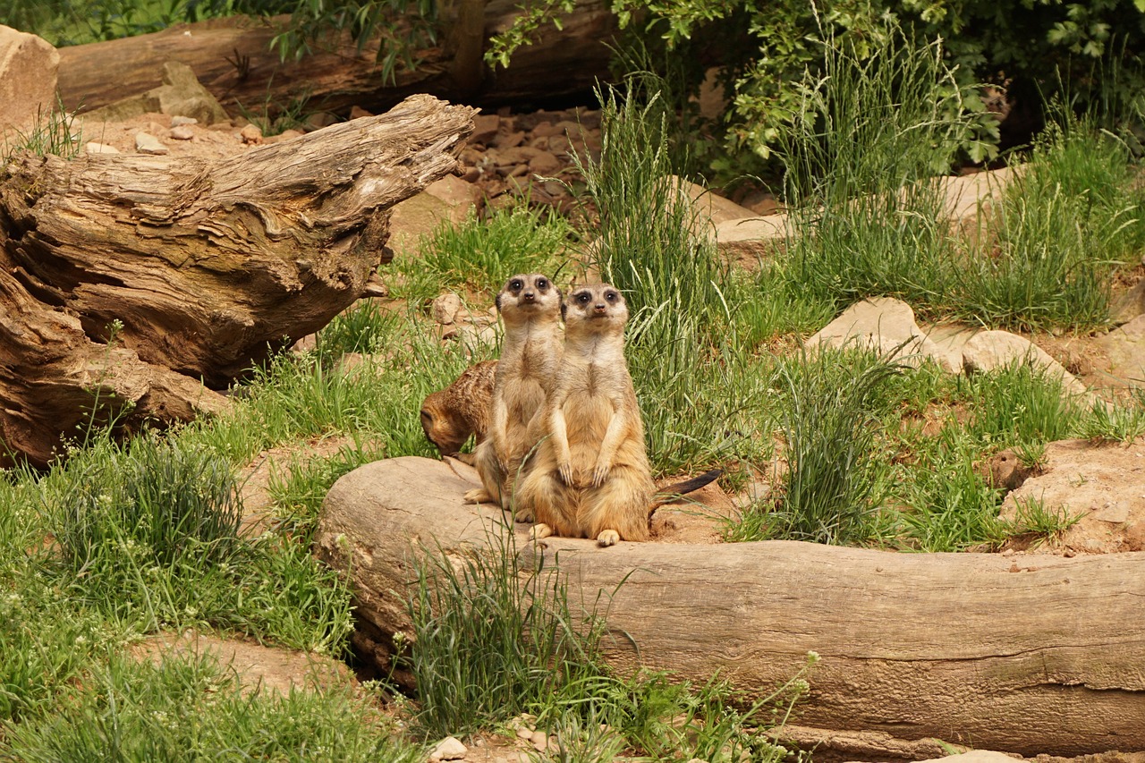 meerkat animals zoo free photo