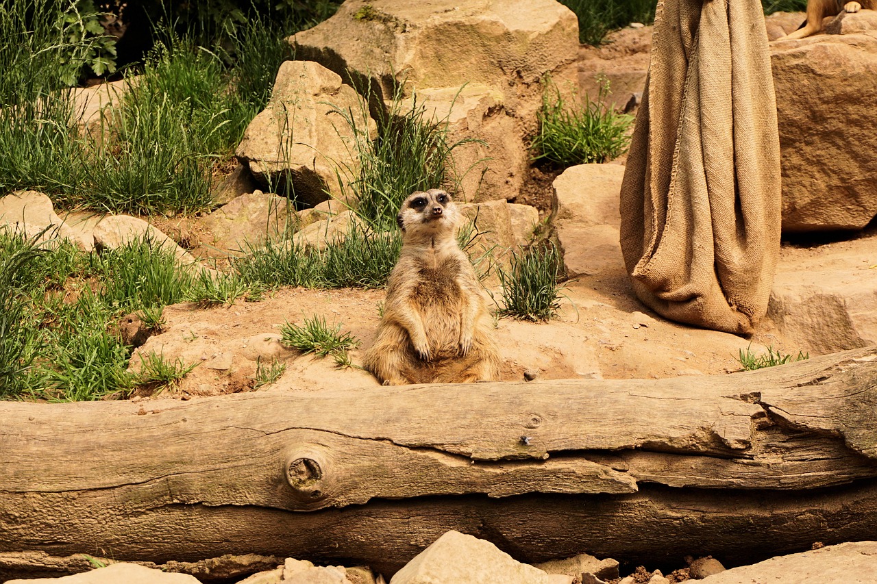 meerkat animals zoo free photo