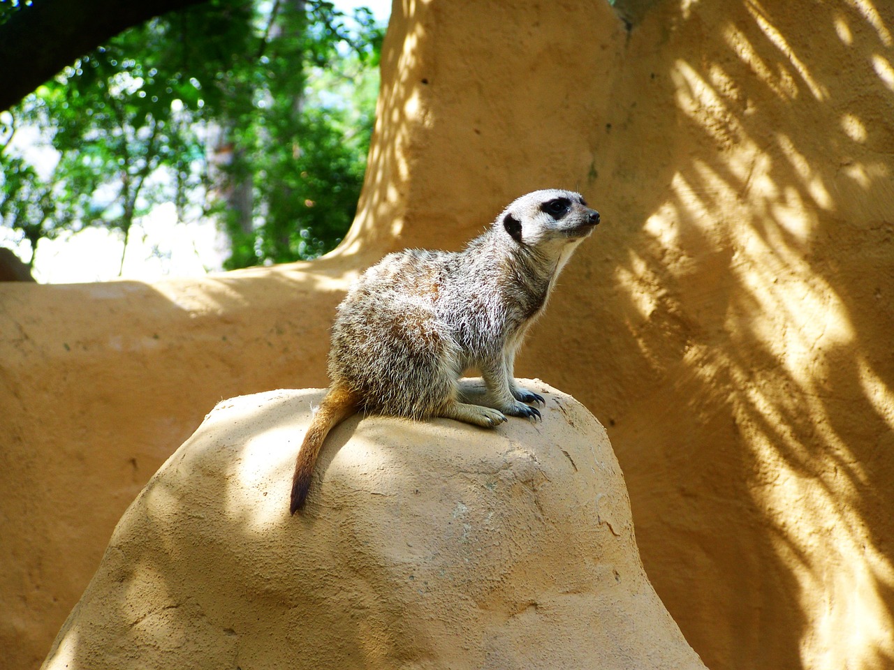 meerkat mammal zoo free photo