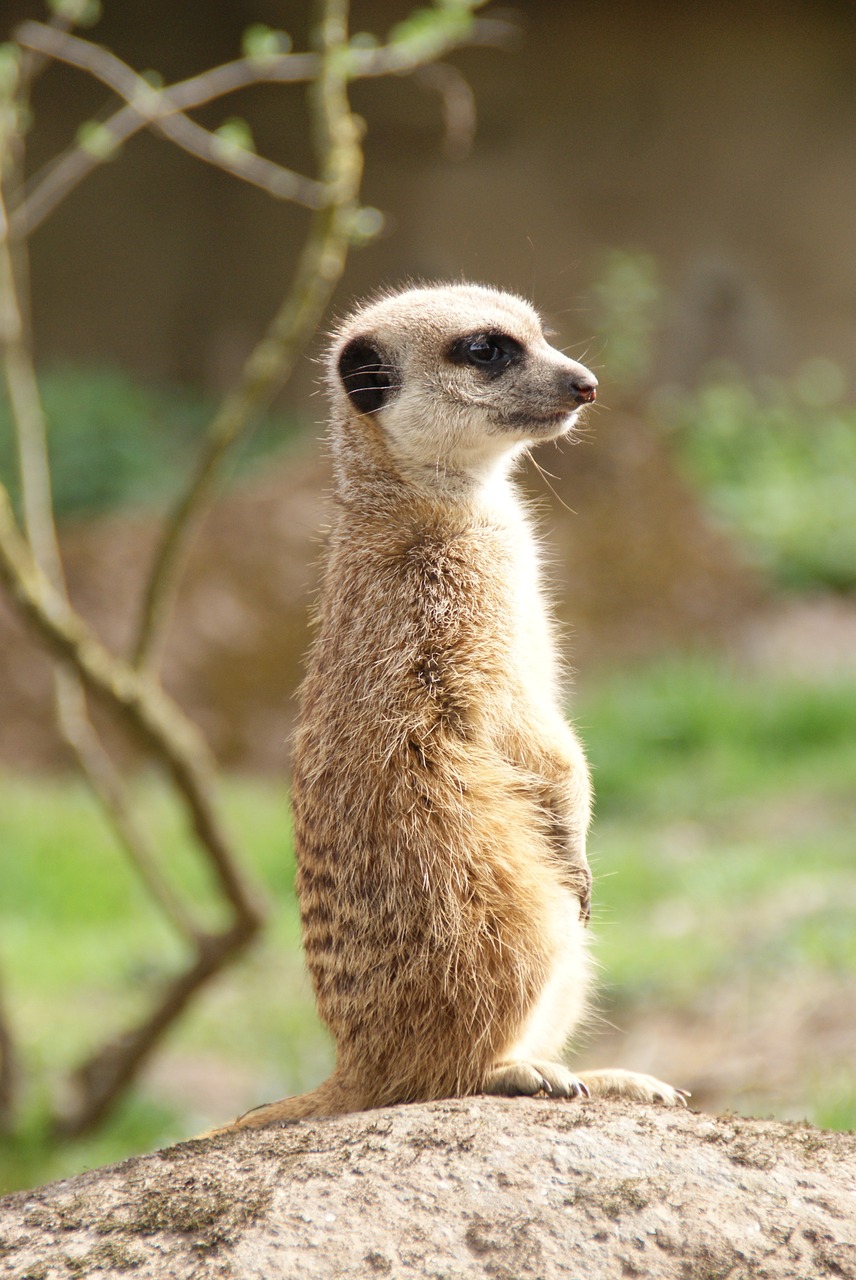 meerkat zoo nature free photo