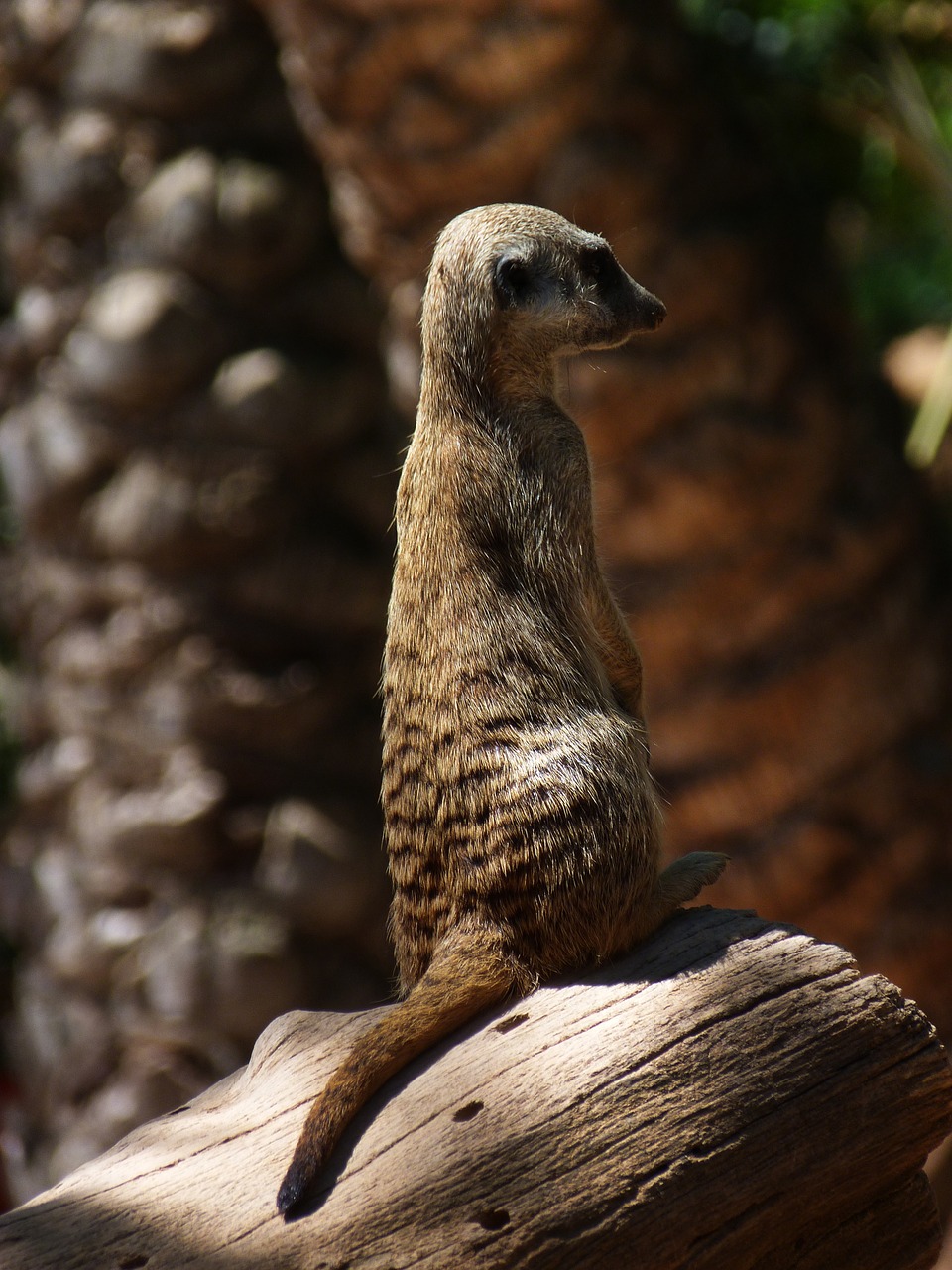 meerkat animals nature free photo