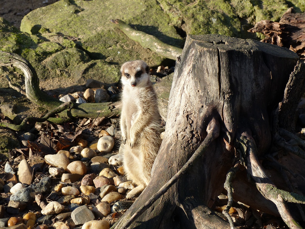 meerkat zoo animals free photo