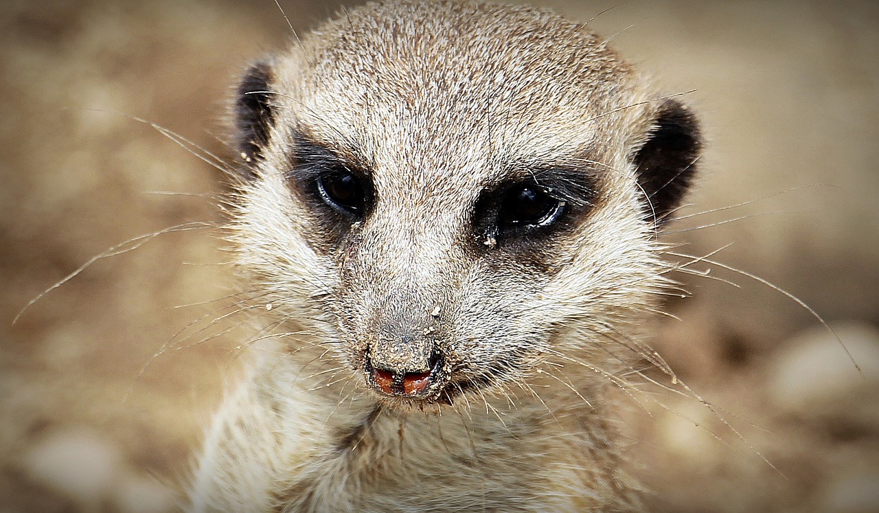 meerkat animal nature free photo