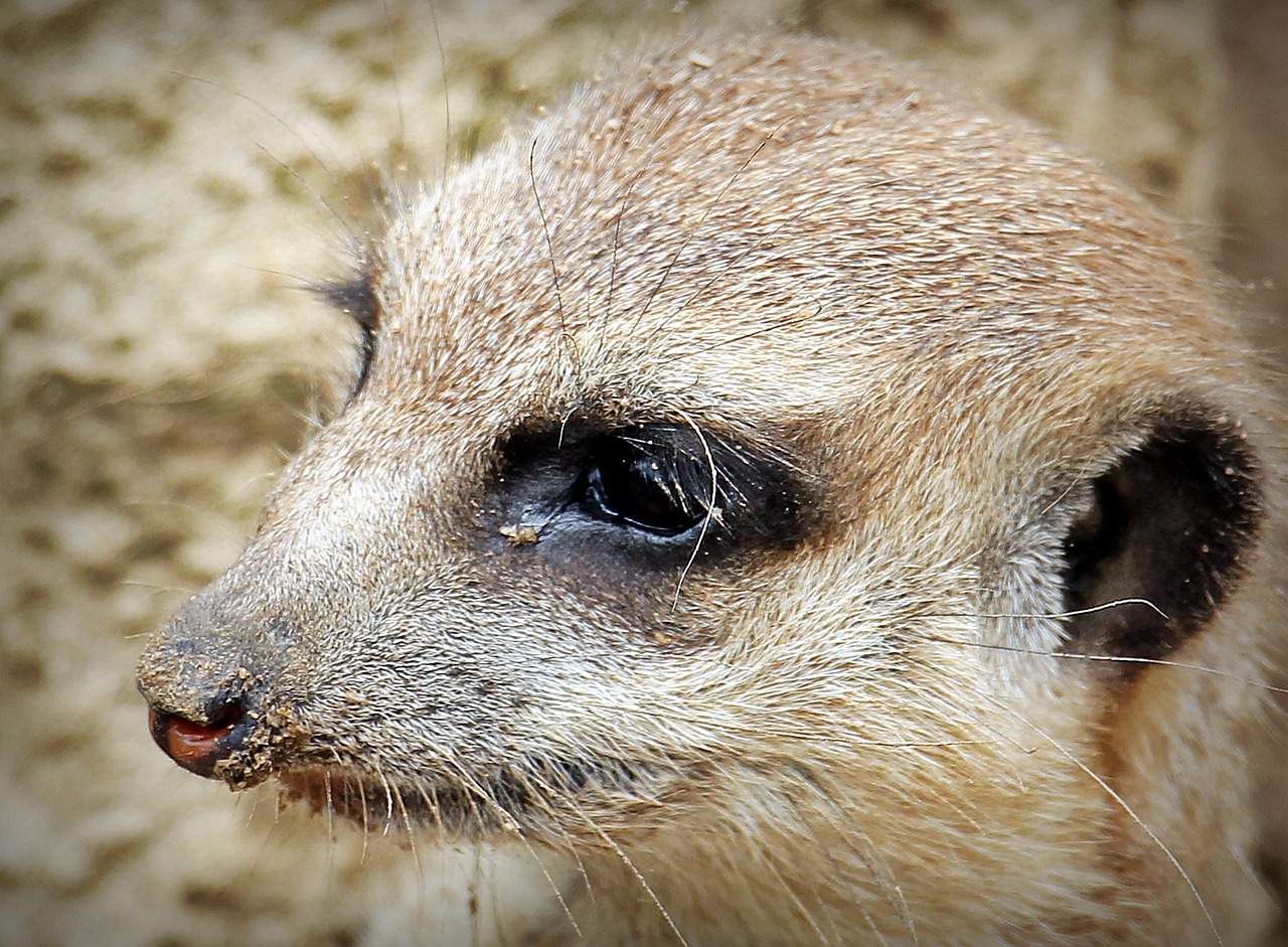 meerkat animal nature free photo