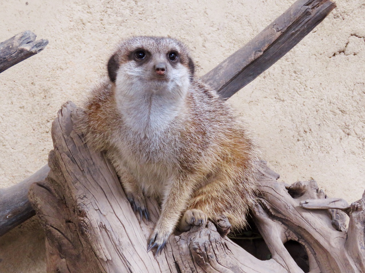 meerkat mongoose calgary zoo free photo