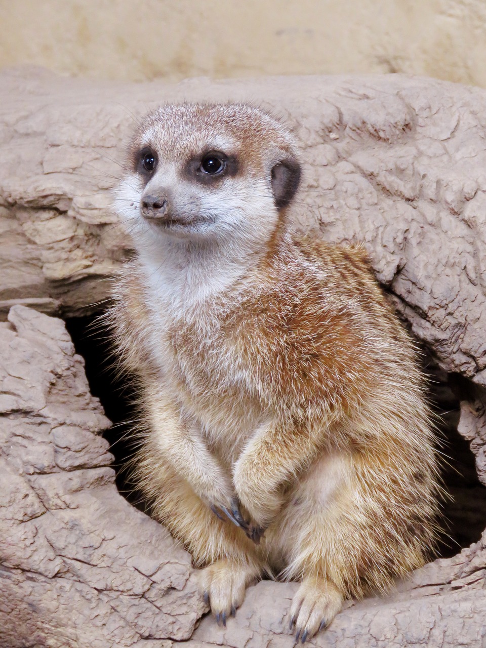 meerkat mongoose calgary zoo free photo