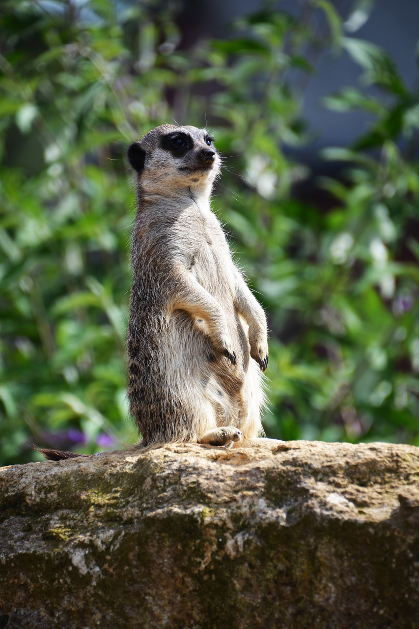 meerkat guard animal free photo