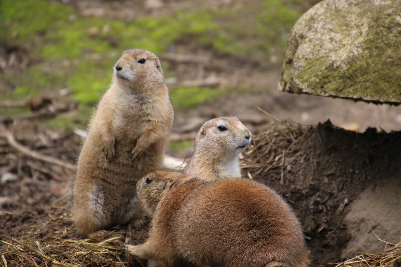 meerkat zoo making males free photo