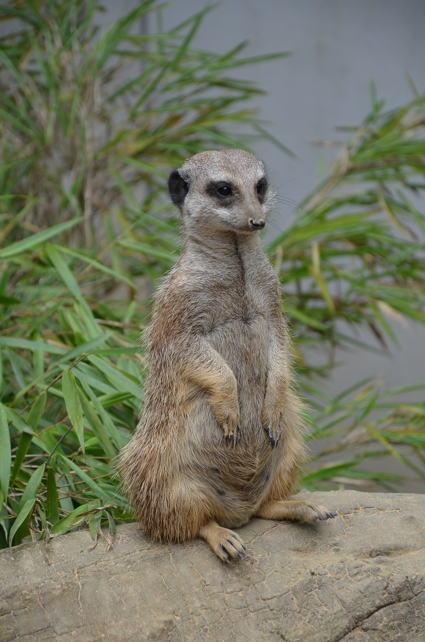 meerkat zoo making males free photo