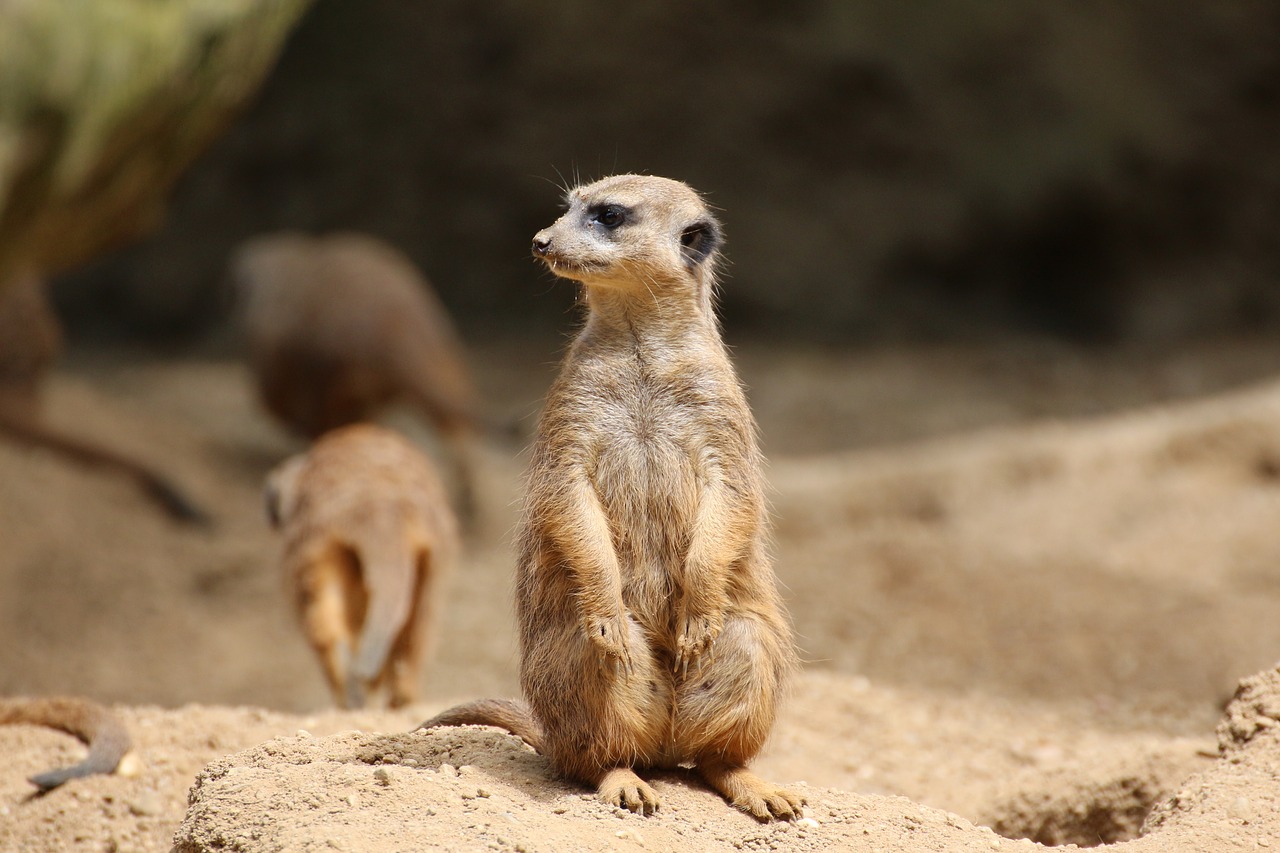 meerkat lonely sand free photo