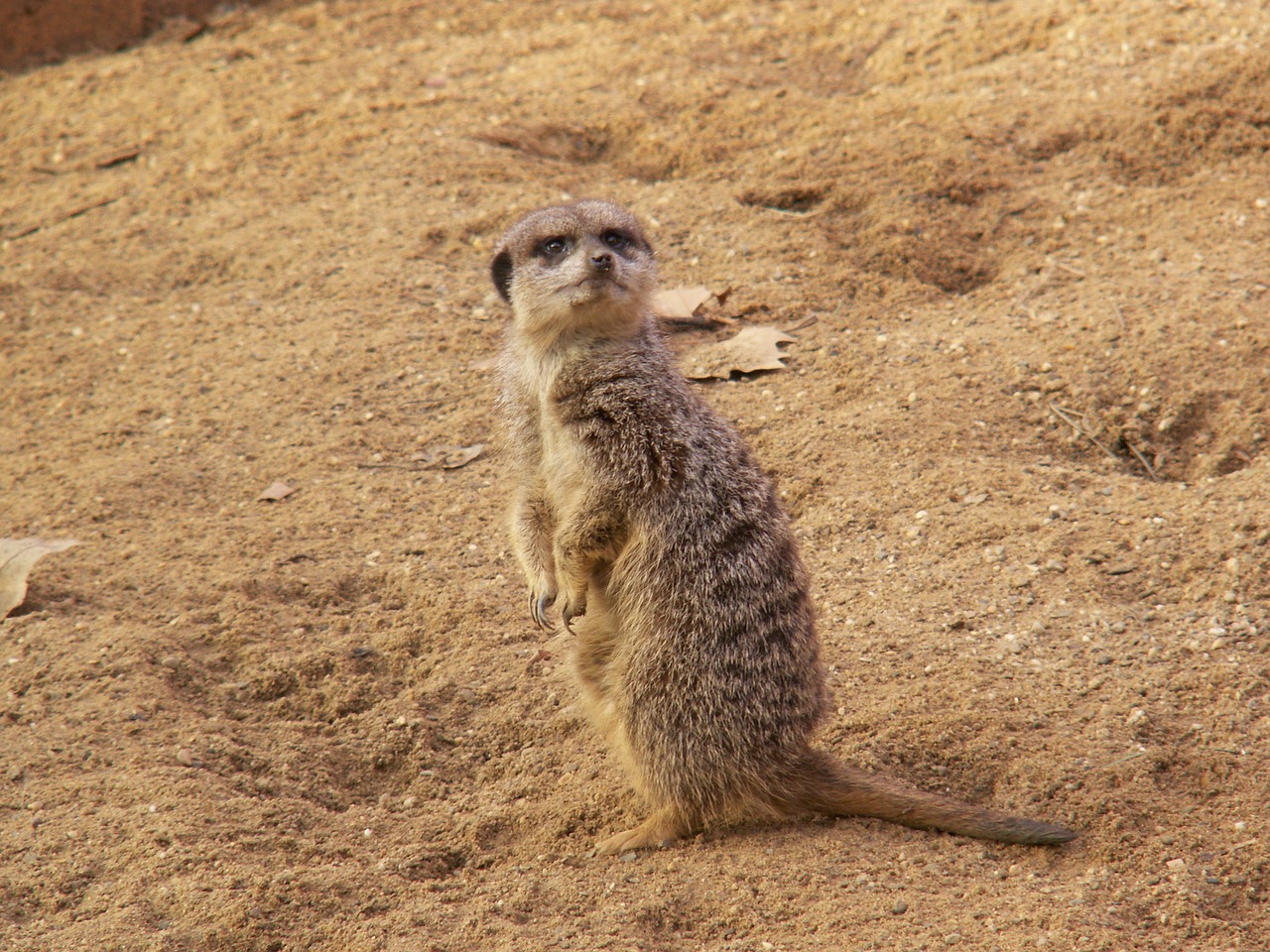 meerkat zoo nature free photo