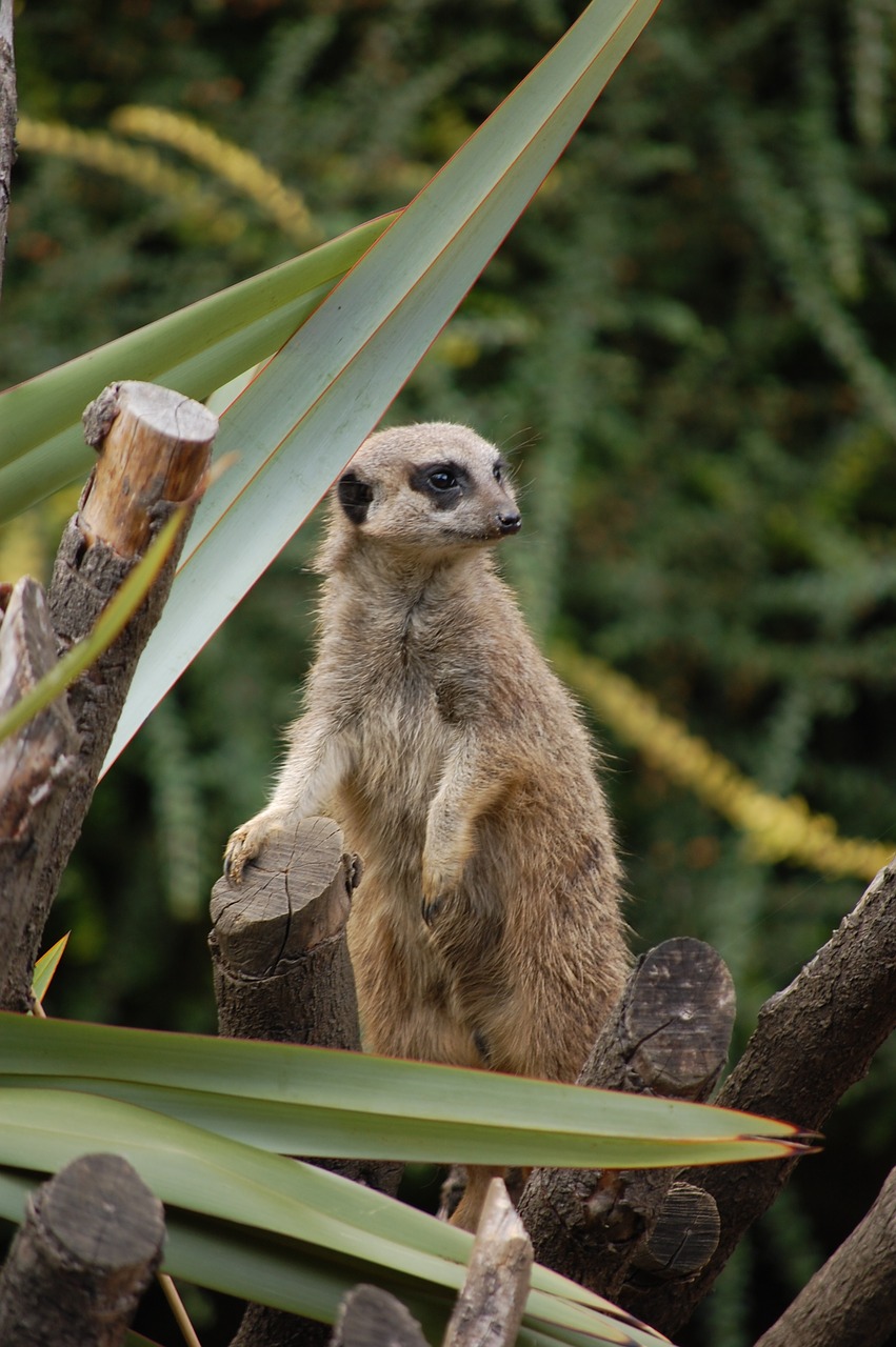 meerkat animal zoo free photo