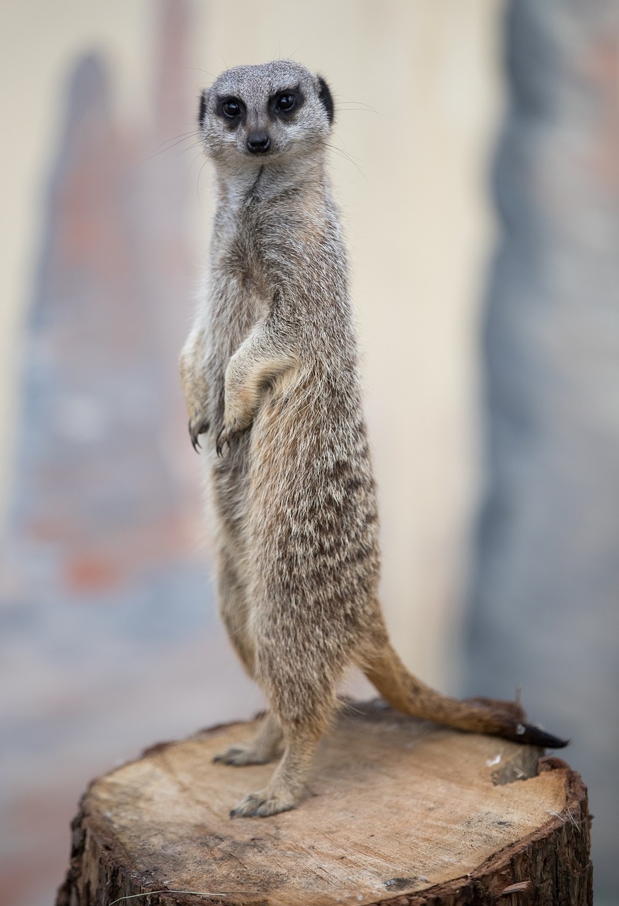 meerkat portrait facing free photo