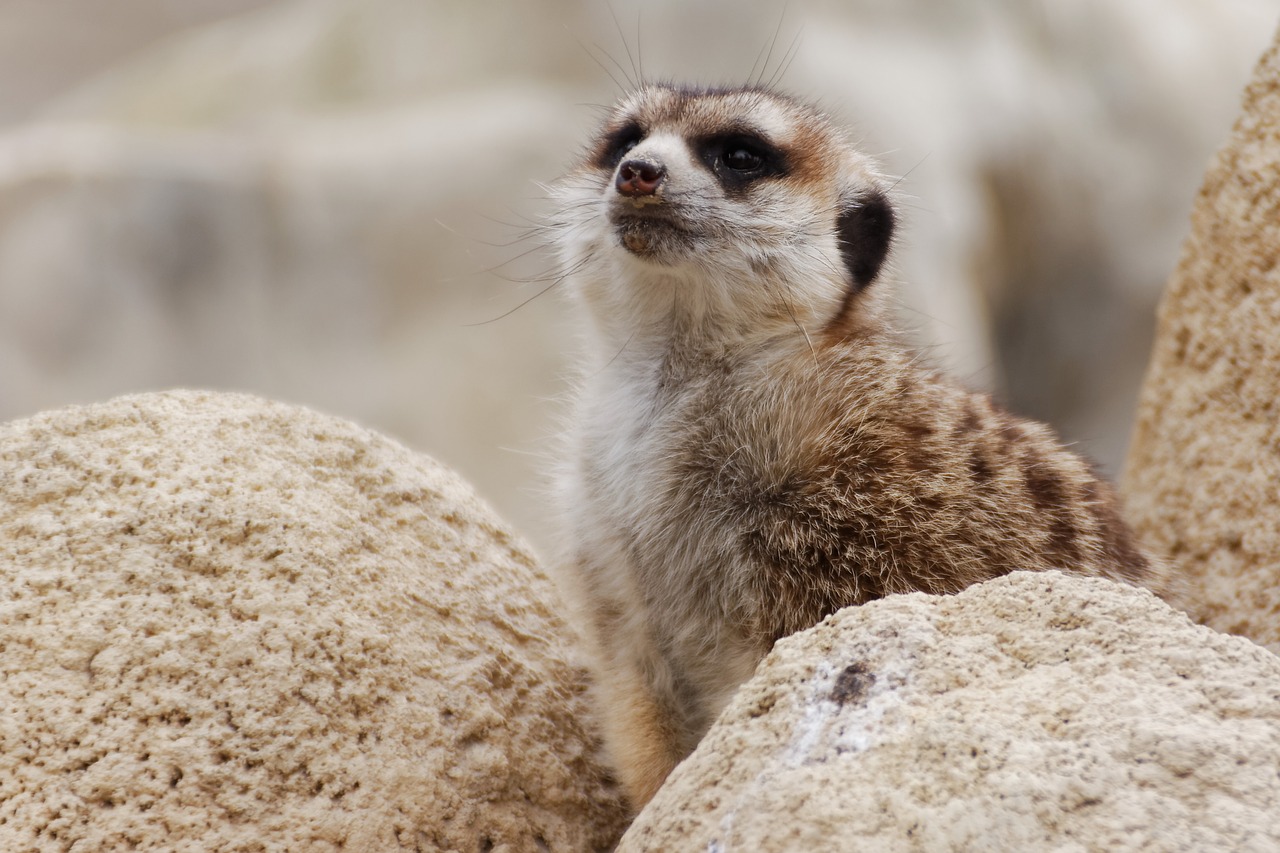 meerkat animal zoo free photo