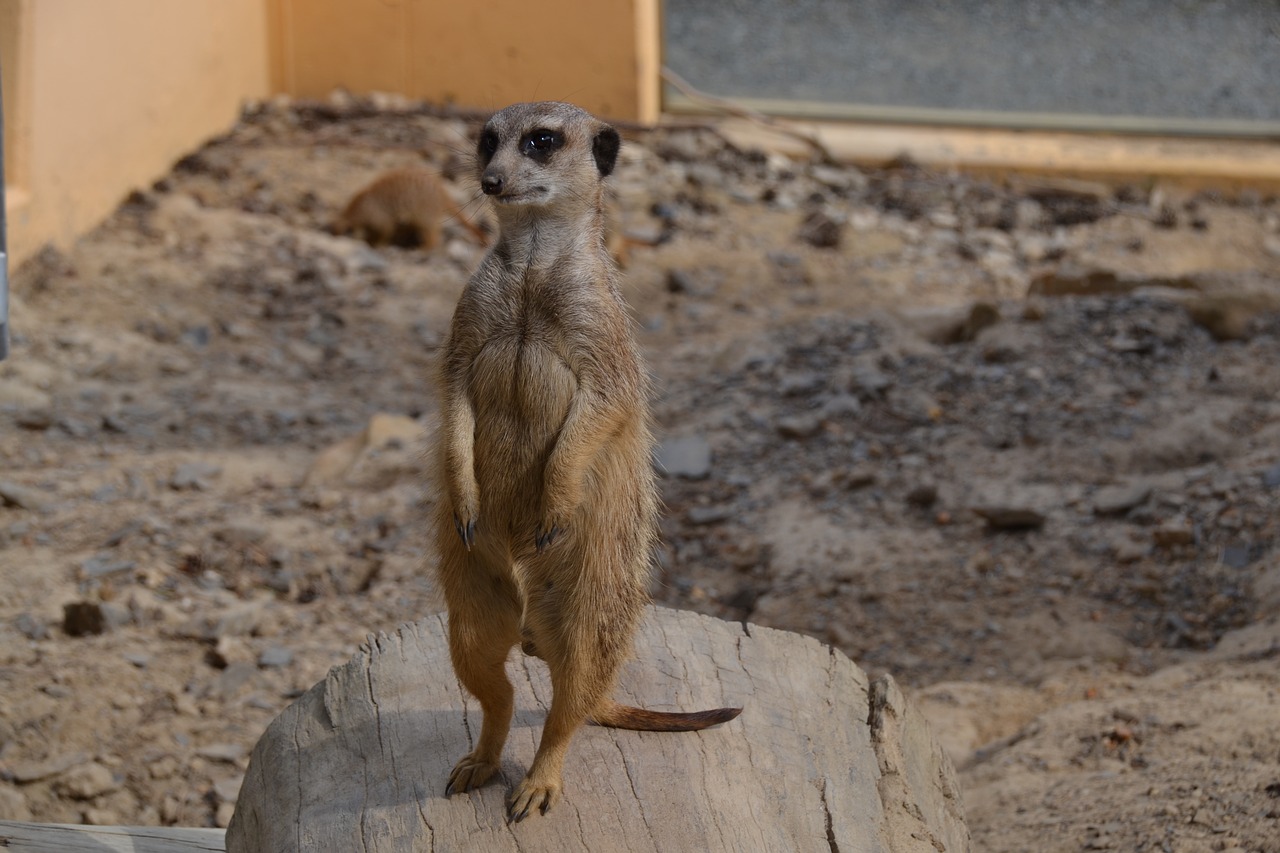 meerkat animal zoo free photo