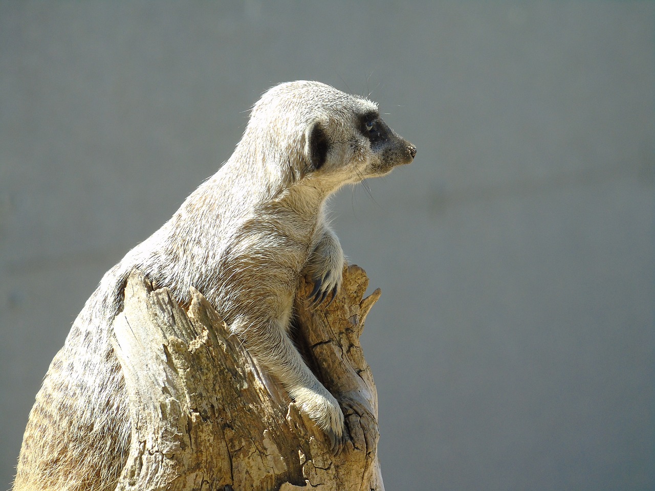 meerkat meercat mammal free photo