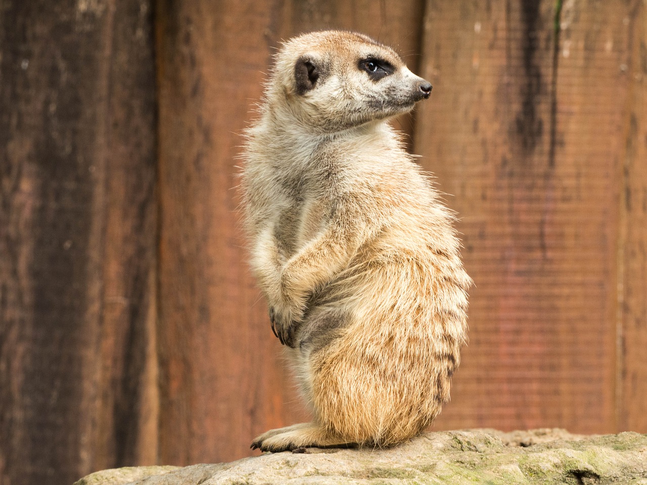 meerkat zoo nature free photo