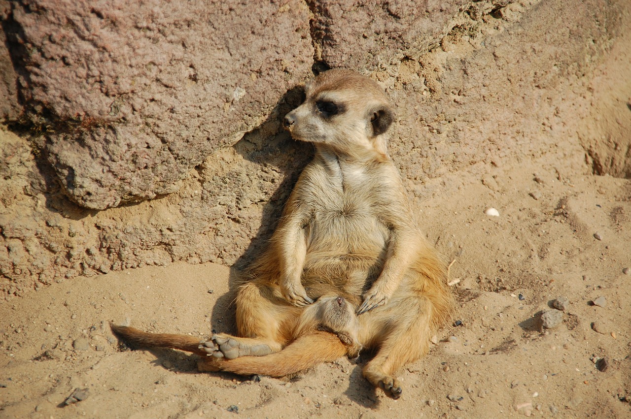 meerkat animals africa free photo